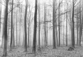 Fotobehang Misty Forest