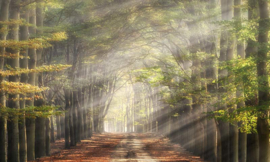 Fotobehang Holland 4714 - Beukenlaantje in de herfst