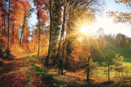 Fotobehang Wandelpad door het bos