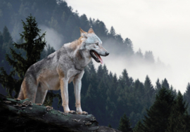 Fotobehang Wolf in bos