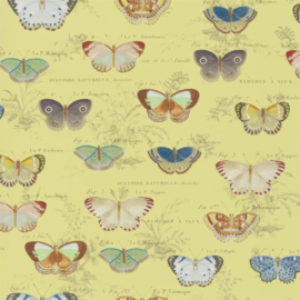 John Derian for Designers Guild PJD6017/04 Butterfly Studies