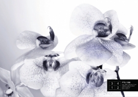 Fotobehang AG Design FTS1306 Orchidee