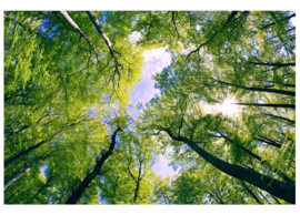 Fotobehang Bomen