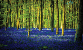 Fotobehang Bomen en Veld met Blauwe Bloemen