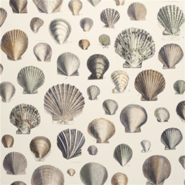 John Derian for Designers Guild PJD6000/02 Captain Thomas Brown's Shells