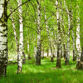 Fotobehang Berken bomen bos