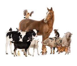 Fotobehang Noordwand Farm life 3750059 farm animals