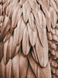 Fotowand Feathers 1 by Monika Strigel afm. 200cm x 270cm hoog