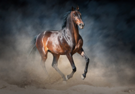 Fotobehang Paard