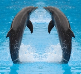 Dutch DigiWalls fotobehang art. 70018 Dolfijnen