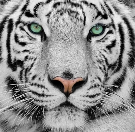 Dutch DigiWalls fotobehang art. 70080 Witte tijger
