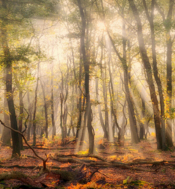 Fotobehang Holland 4707 - Mistig herfstbos