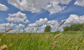 Fotobehang Holland 2166 - Eemland grasland