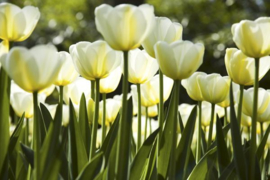 Fotobehang Witte tulpen