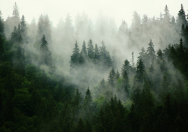 Fotobehang Scandinavisch donker bos mistbomen