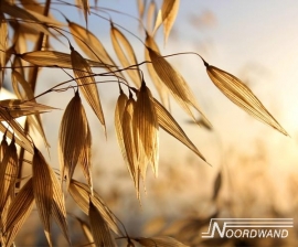 Fotobehang Noordwand Farm life 3750013 Good morning