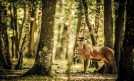 Fotobehang Edelhert in Bos