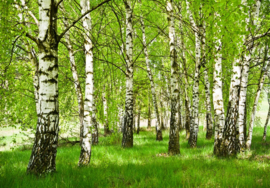 Fotobehang Berken bomen bos