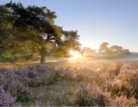 Fotobehang Holland 2152 - Ederheide zonsopgang