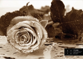 Fotobehang AG Design FTS0086 Black & White Rose