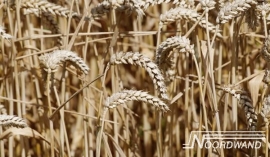 Fotobehang Noordwand Farm life 3750001 Whole Wheat