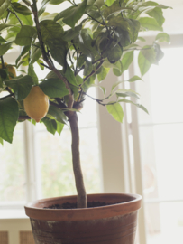 Boras Tapeter Orangeri 5701 (met gratis lijm!)
