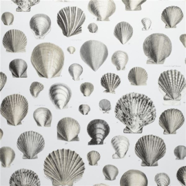 John Derian for Designers Guild PJD6000/03 Captain Thomas Brown's Shells