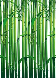 Fotobehang Idealdecor 00421 Bamboo