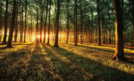 Fotobehang Avondzon in het Bos