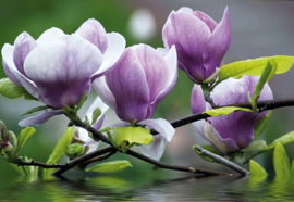 Fotobehang Flowers Magnolia Water
