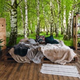 Fotobehang Berken bomen bos
