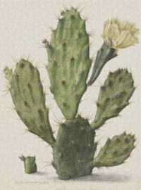 Dutch Painted Memories 8013 Blooming cactus Herman Saftleven