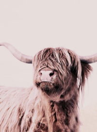 Fotowand Highland cattle 1 by Monika Strigel afm. 200cm x 270cm hoog