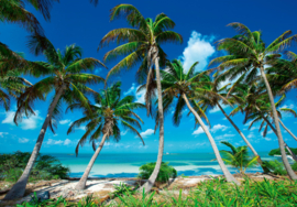 Fotobehang Strand palmbomen