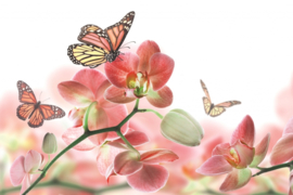 Fotobehang Orchideeën en vlinder