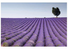 Fotobehang Lavendelveld