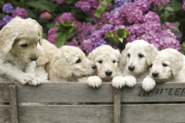 Fotobehang Labrador puppies