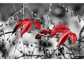 Fotobehang Rode bladeren op zwart