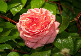 Fotobehang Pink Rose