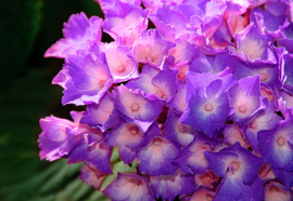 Fotobehang Paarse hortensia