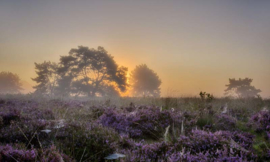 Fotobehang Holland 8648 - Planken wambuis ||