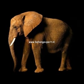 Fotobehang AP Digital 470034 Elephant