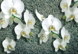 Fotobehang Witte bloemen
