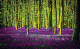 Fotobehang Bomen en Veld met Paarse Bloemen