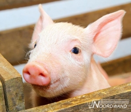 Fotobehang Noordwand Farm life 3750077 Pig