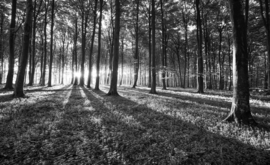 Fotobehang Morgenzon in het Bos