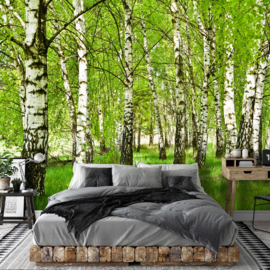 Fotobehang Berken bomen bos