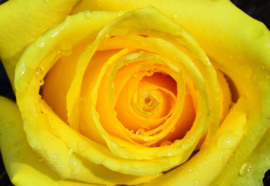 Fotobehang Rose Flower Yellow