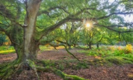 Fotobehang Holland 9017 - Oerbos