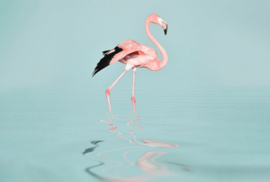 Fotowand Flamingo water by Andrea Haase afm. 400cm x 270cm hoog